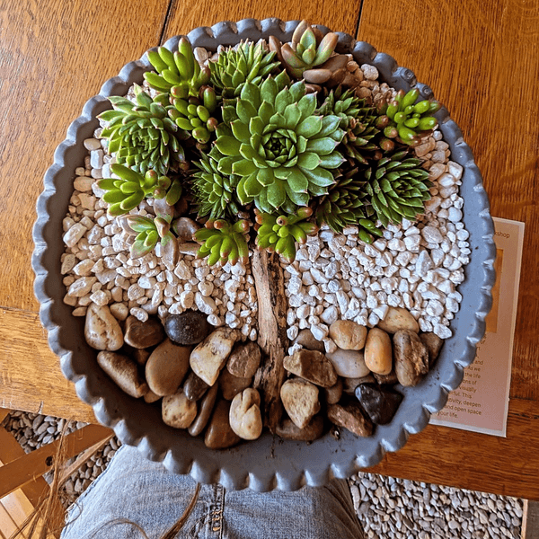 Succulent & Chakra workshop